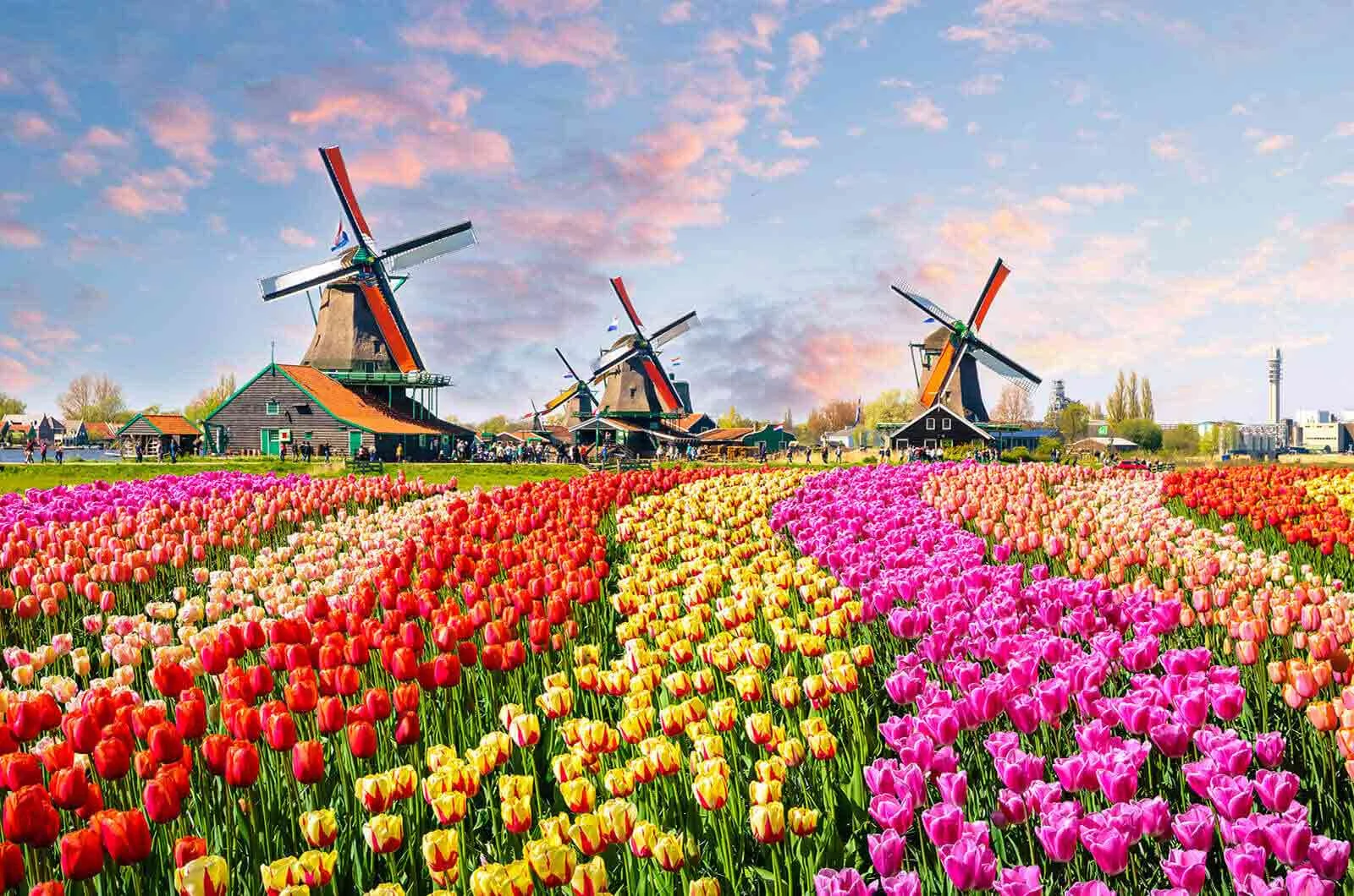 Landscape of flower field with beautiful and huge windmills in Netherlands, Europe. Concept of Dutch translations.